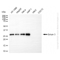 KD-Validated SIRT3 Rabbit mAb (20 μl)