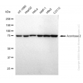 KD-Validated ACO2 Rabbit mAb (20 μl)