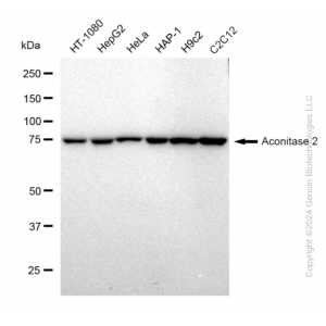 KD-Validated ACO2 Rabbit mAb (20 μl)