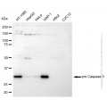 KD-Validated pro CASP3 Rabbit mAb (20 μl)