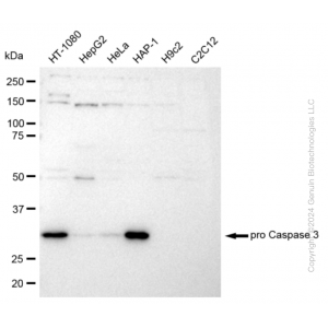 KD-Validated pro CASP3 Rabbit mAb (20 μl)