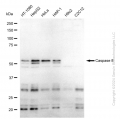 KD-Validated CASP8 Rabbit mAb (20 μl)