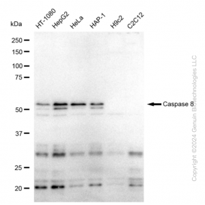 KD-Validated CASP8 Rabbit mAb (20 μl)