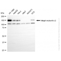 KO Validated ITGA2 Rabbit mAb (20 μl)
