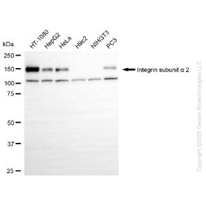 KO Validated ITGA2 Rabbit mAb (20 μl)