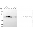 KO-Validated Phospho-Smad3 (S423 + S425) Rabbit mAb (20 μl)