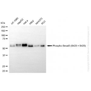KO-Validated Phospho-Smad3 (S423 + S425) Rabbit mAb (20 μl)