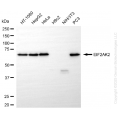 KO-Validated EIF2AK2 Rabbit mAb (20 μl)