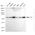 KO-Validated FTO Mouse mAb (20 μl)