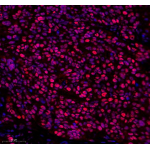 Anti-PCNA Rabbit pAb (100 μl)