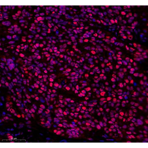 Anti-PCNA Rabbit pAb (100 μl)