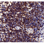 Anti-CD3 Rabbit pAb (100 μl)