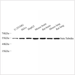 Anti-beta Tubulin Rabbit pAb (100 μl)