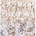 Anti-Collagen II Rabbit pAb (100 μl)