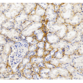 Anti-Collagen I Rabbit pAb (100 μl)