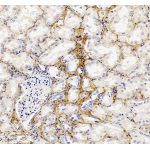 Anti-Collagen I Rabbit pAb (100 μl)