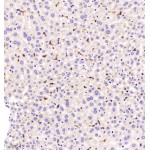 Anti-F4/80 Rabbit pAb (100 μl)