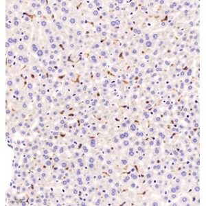 Anti-F4/80 Rabbit pAb (100 μl)