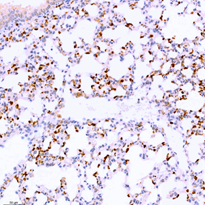 Anti-CD11b Rabbit pAb (100 μl)
