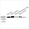 Anti-CD11c Rabbit pAb (100 μl)