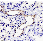 Anti-CD31 Rabbit pAb (100 μl)