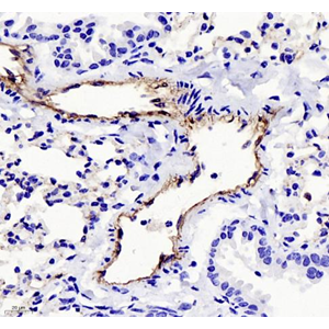 Anti-CD31 Rabbit pAb (100 μl)