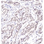 Anti-c-Fos Rabbit pAb (100 μl)