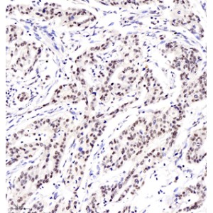 Anti-c-Fos Rabbit pAb (100 μl)