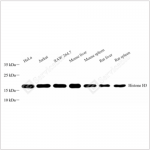 Anti-Histone H3 Rabbit pAb (100 μl)