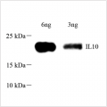 Anti-IL-10 Rabbit pAb (100 μl)