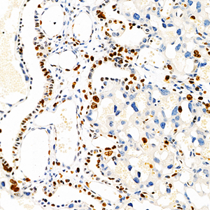 Anti-Ki67 Rabbit pAb (100 μl)