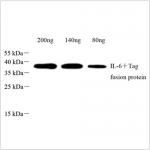 Anti-IL-6 Rabbit pAb (100 μl)