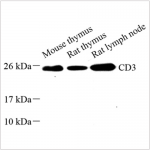 Anti-CD3 Rabbit pAb (100 μl)