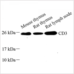 Anti-CD3 Rabbit pAb (100 μl)