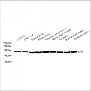 Anti-NeuN Rabbit pAb (100 μl)