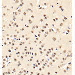 Anti-BRN3A Rabbit pAb (100 μl)