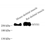 Anti-Fast Myosin Skeletal Heavy Chain Rabbit pAb (100 μl)