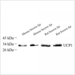 Anti-UCP1 Rabbit pAb (100 μl)