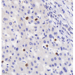 Anti-Myeloperoxidase Rabbit pAb (100 μl)