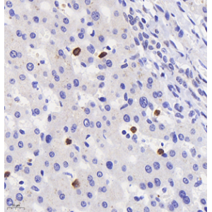 Anti-Myeloperoxidase Rabbit pAb (100 μl)