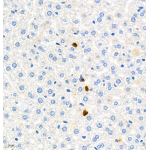 Anti-Ly6g Rabbit pAb (100 μl)