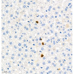 Anti-Ly6g Rabbit pAb (100 μl)