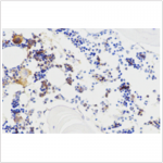 Anti-Osteocalcin Rabbit pAb (100 μl)