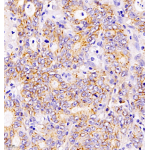 Anti-Claudin 1 Rabbit pAb (100 μl)