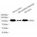Anti-PSD95 Rabbit pAb (100 μl)