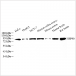 Anti-Hsp90 Rabbit pAb (100 μl)
