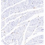 Anti-CD68 Rabbit pAb (100 μl)