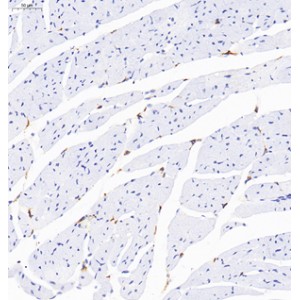 Anti-CD68 Rabbit pAb (100 μl)
