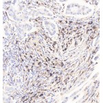 Anti-CD68 Rabbit pAb (100 μl)