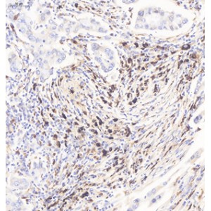 Anti-CD68 Rabbit pAb (100 μl)